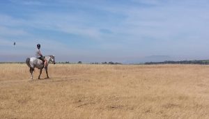 Stellenbosch Horse Riding