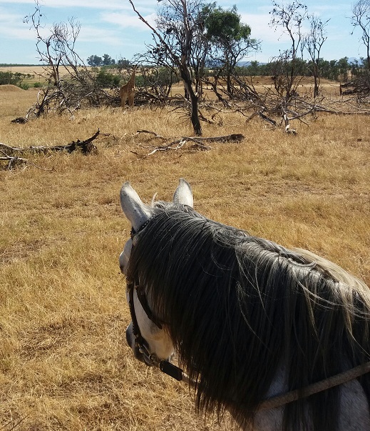 stellenbosch horse riding