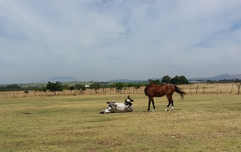 stellenbosch horse riding