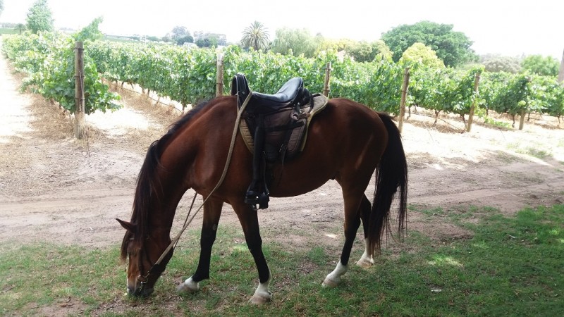 Wine Tasting Horse Rides